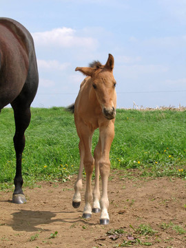 季度匹小馬駒