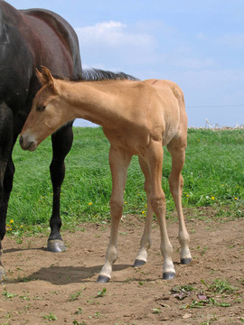 季度匹小馬駒