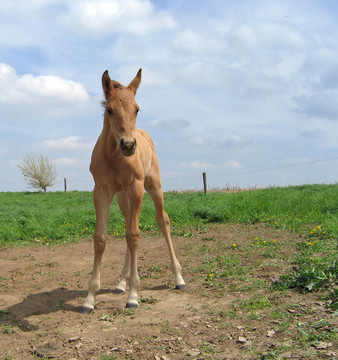 季度匹小馬駒