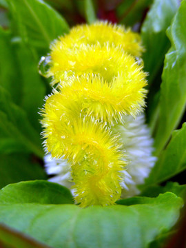 雞冠花