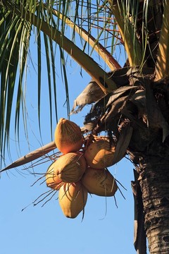 椰子樹