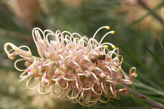 花與蜜蜂