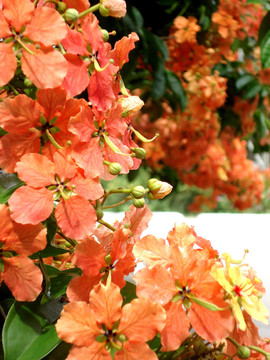 紅色之花