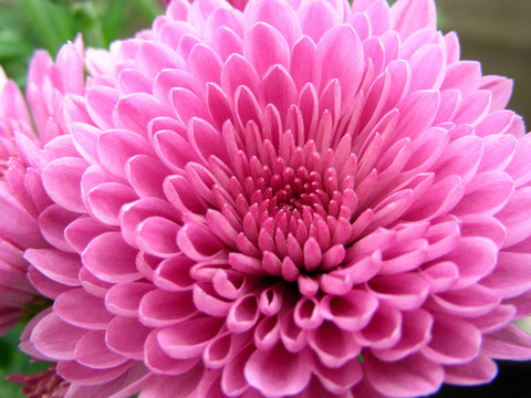 花的愛