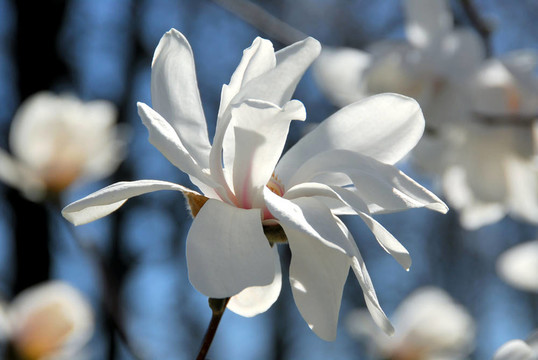 玉蘭花