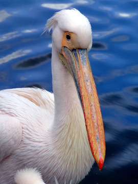 Pelican從前面