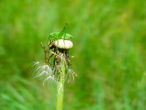 蚱蜢