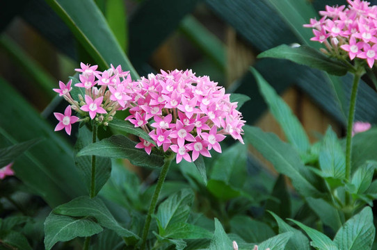 蔥的花