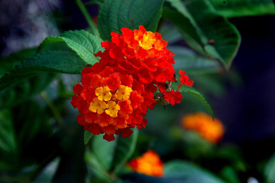 馬纓丹花