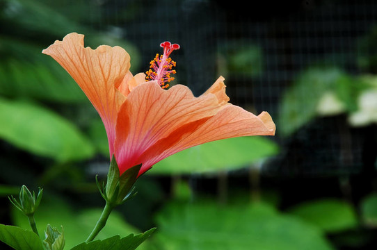 橙色的芙蓉花