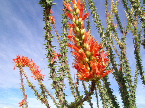 Blooming Ocatillo 1
