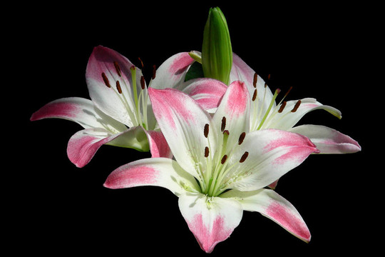復(fù)活節(jié)的花