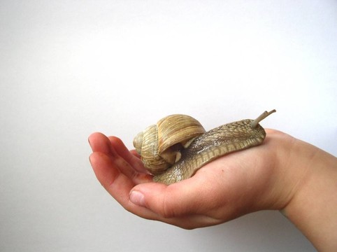 蝸牛