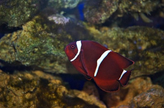 海洋魚類