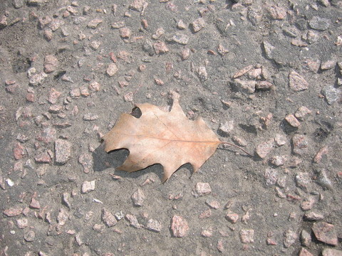 干茶樣