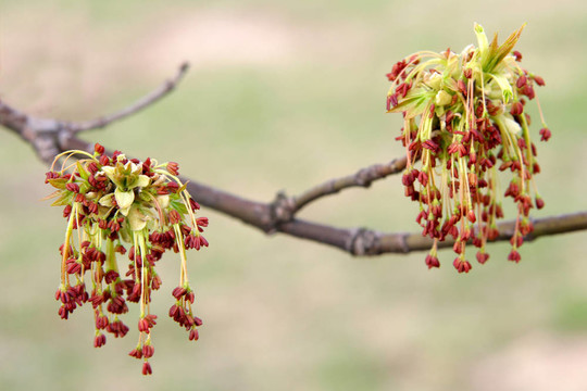 楓花