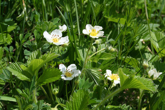 野草莓