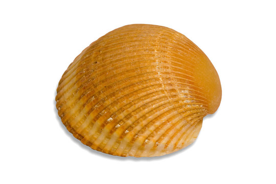 小贝壳