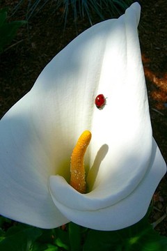 馬蹄蓮