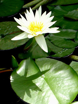 水百合