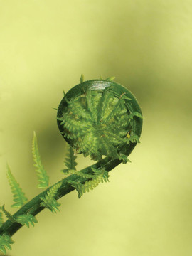 一種蕨蕨菜