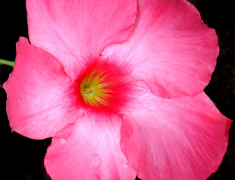 粉紅色的Mandevilla