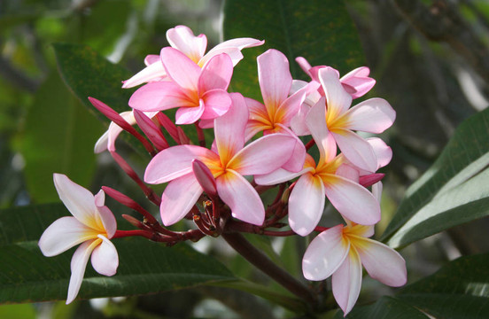 粉紅色的frangpanis