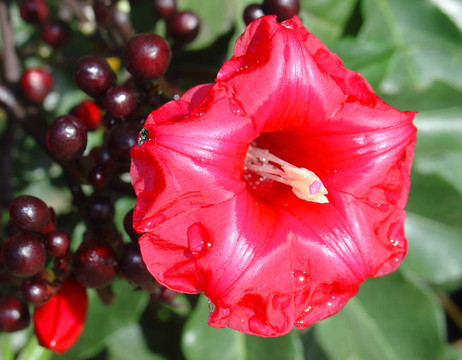 深紅色的芙蓉