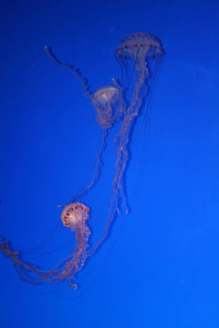 蒙特雷水族館2