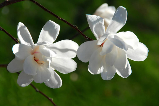 木蘭花