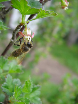 蜜蜂