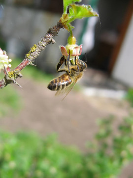 蜜蜂