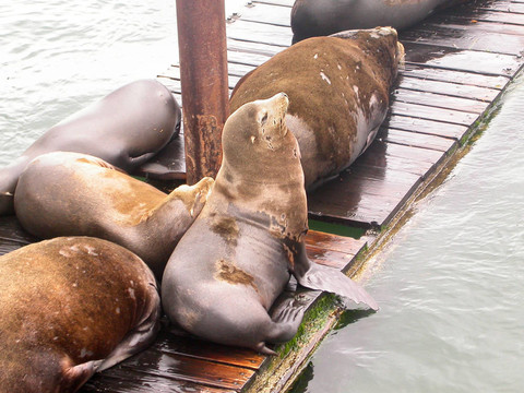 俄勒岡海獅