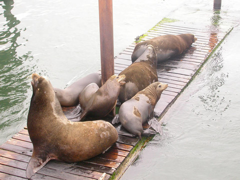 俄勒岡海獅