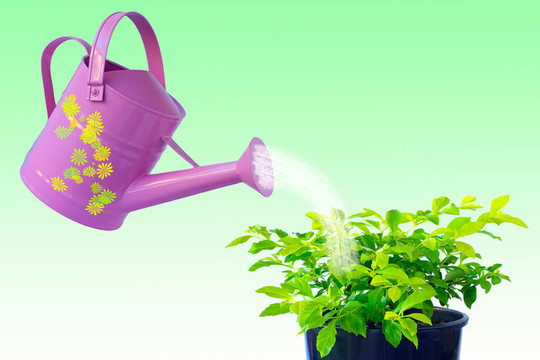 植物護(hù)理