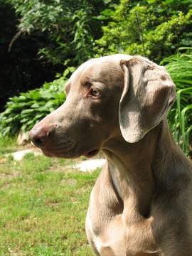 威瑪獵犬的狗形