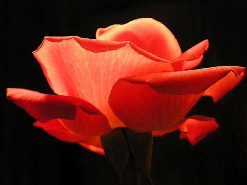 紅玫瑰