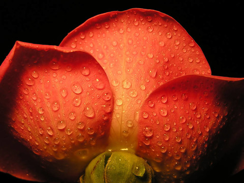 紅玫瑰
