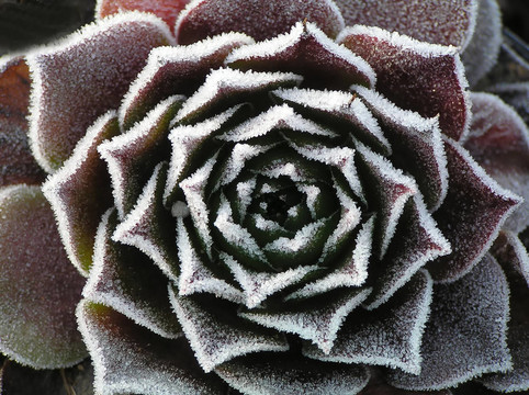 石蓮花