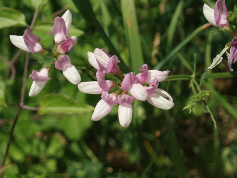 粉花