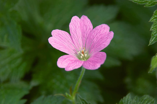 gerainiums