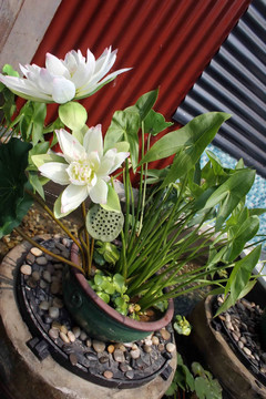 花園