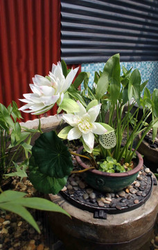 花園