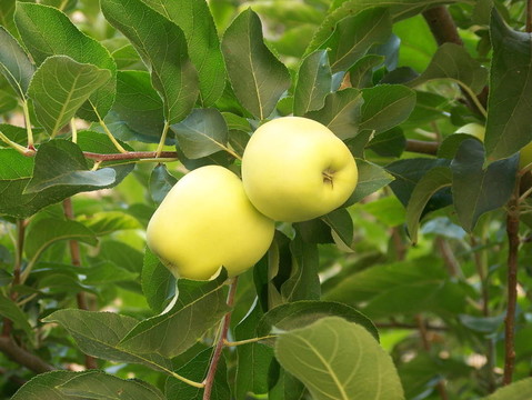 青蘋果