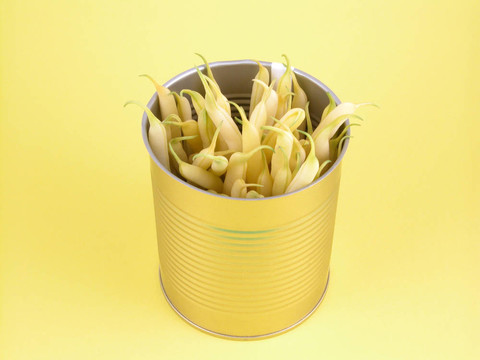 菜豆