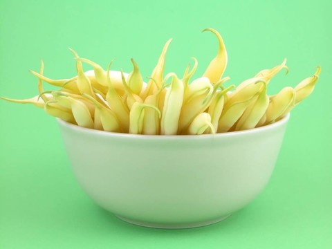 菜豆