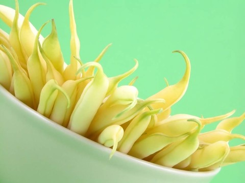 菜豆