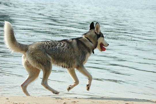 哈士奇犬在海灘上