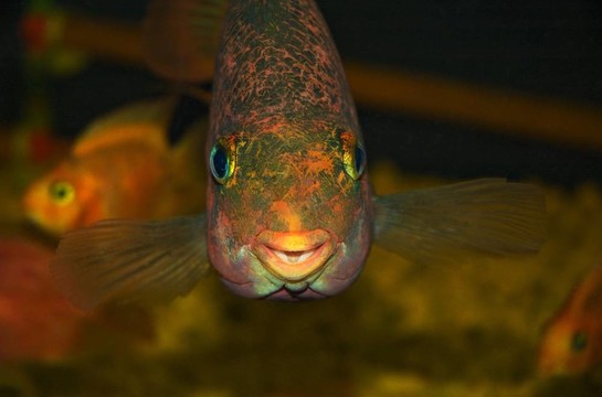 魚全臉