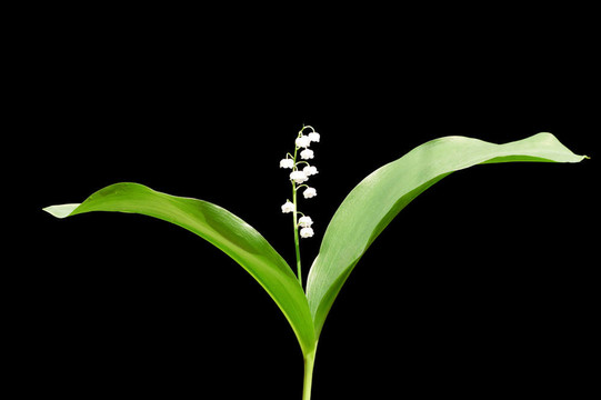 山谷的百合花